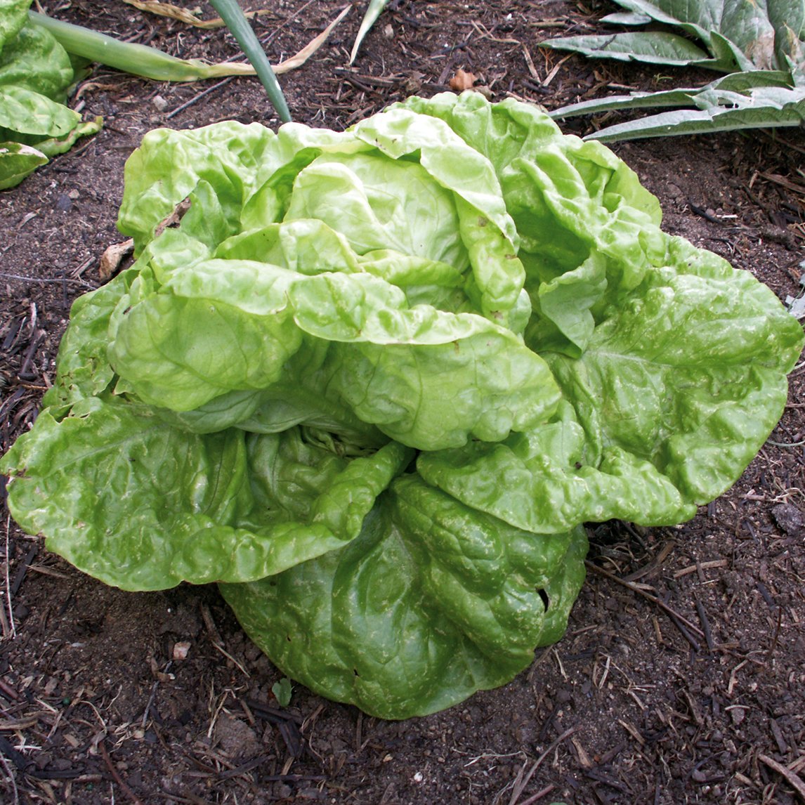 Lettuce &#39;Tennis Ball&#39; (Organic)