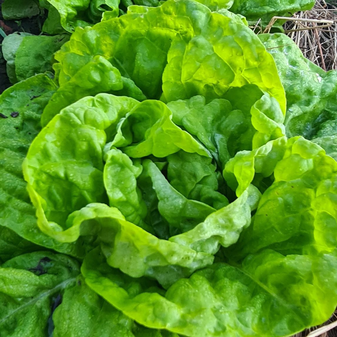 Lettuce &#39;Tennis Ball&#39; (Organic)