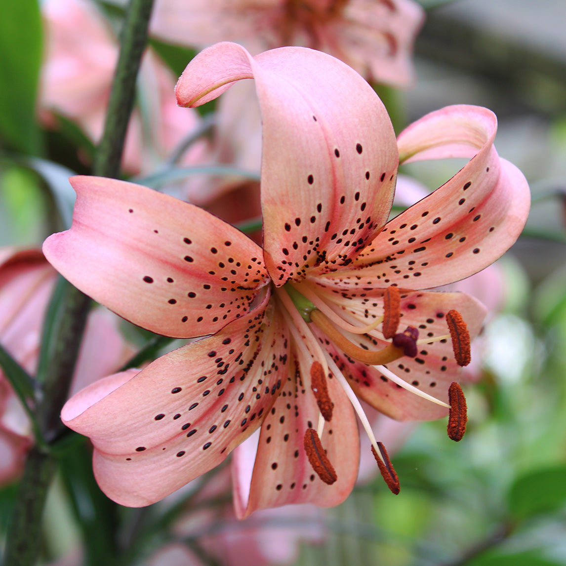 Lilium &#39;Pink Giant&#39; (3 Bulbs)