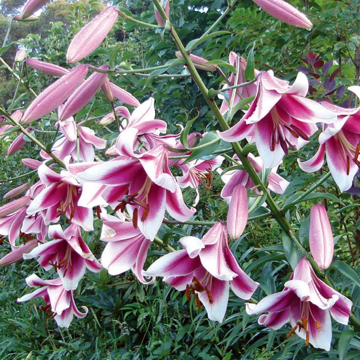 Lilium 'Silk Road (3 Bulbs)