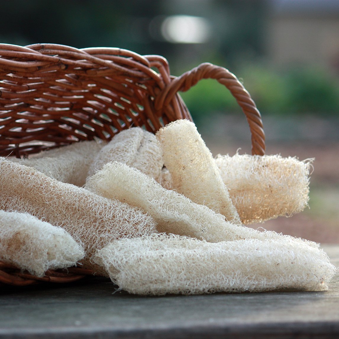 Loofah