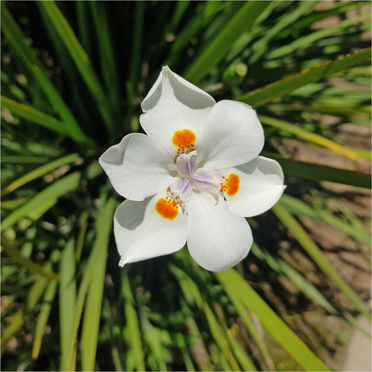 Lord Howe Wedding Lily