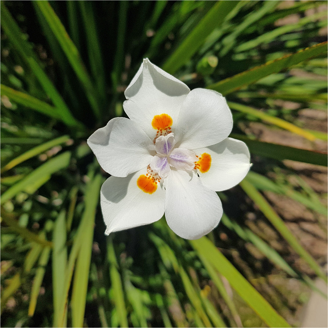 Lord Howe Wedding Lily