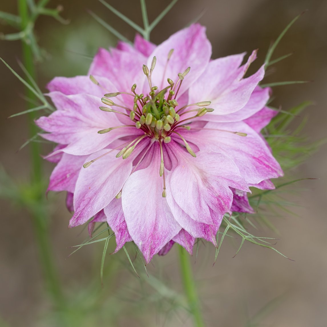 Love in a Mist 'Mulberry Rose'