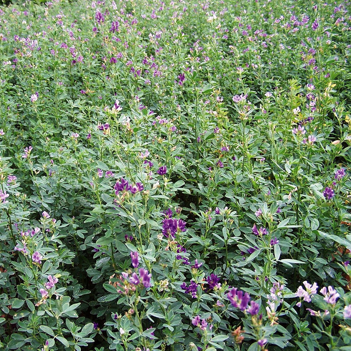 Lucerne Green Manure Bulk