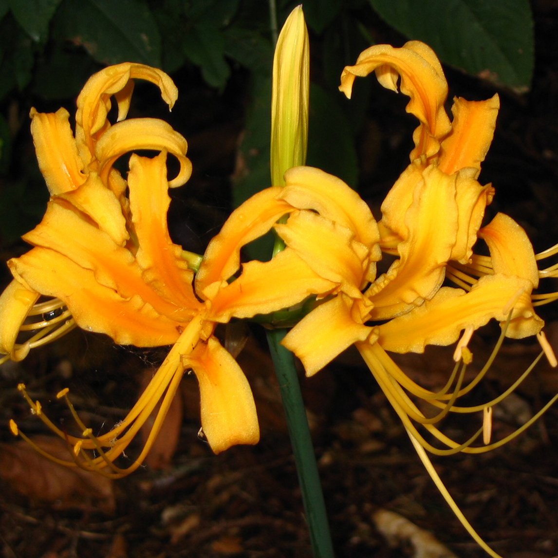 Golden Spider Lily (3 Bulbs)