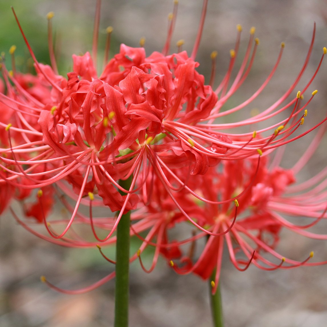 Red Spider Lily (3 Bulbs)