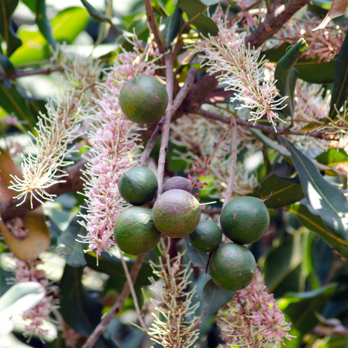 Macadamia 'Pinkalicious'