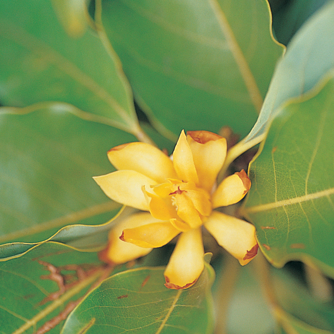 Magnolia champaca