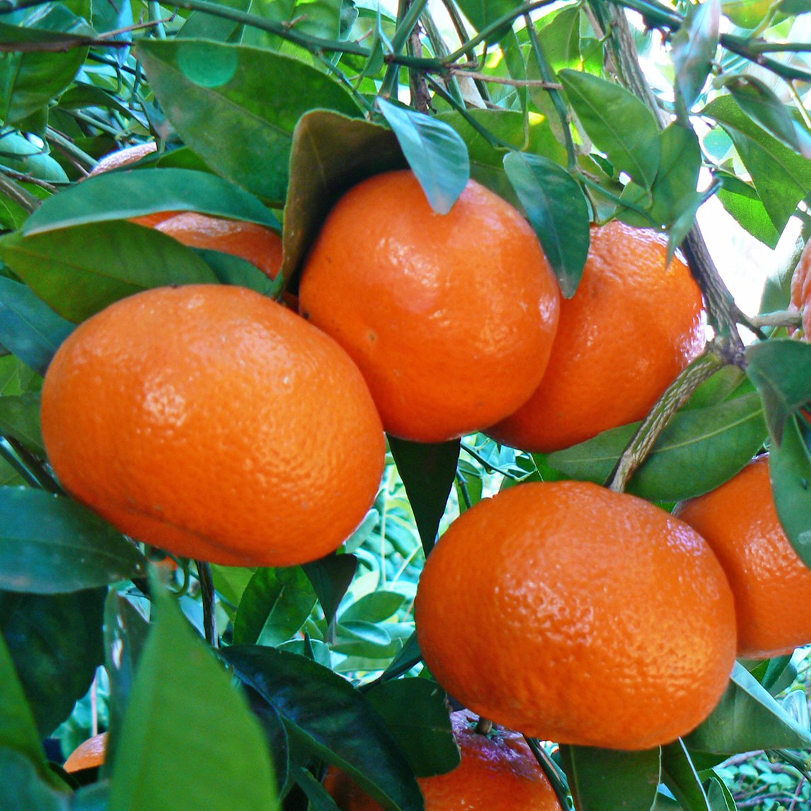 Mandarin 'Afourer'