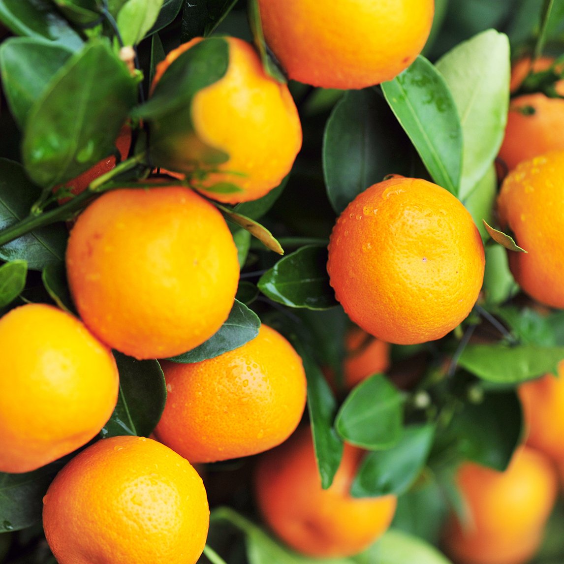 Mandarin 'Imperial'