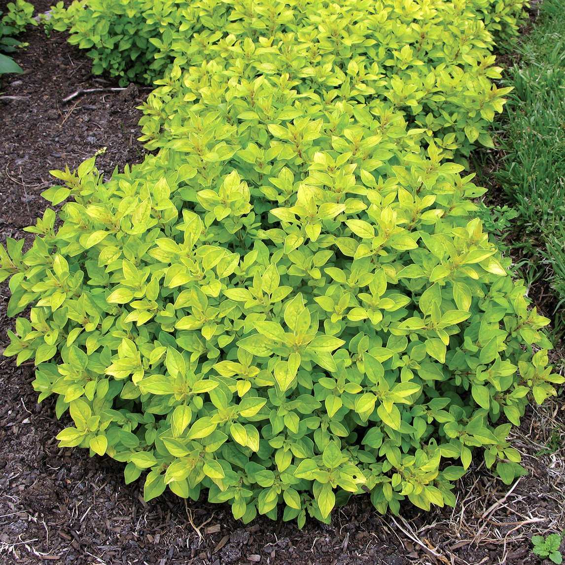 Golden Marjoram