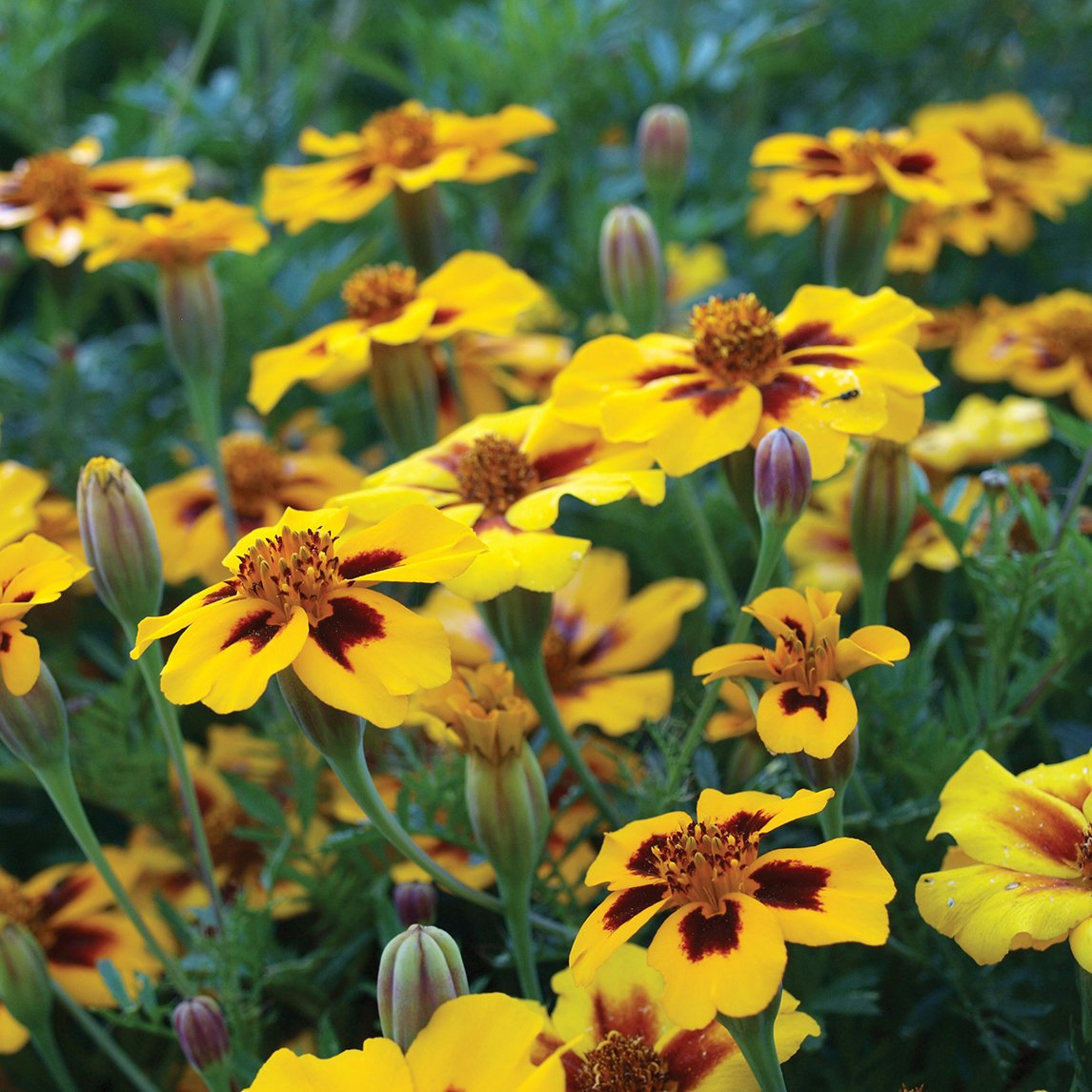 Marigold 'Naughty Marietta'