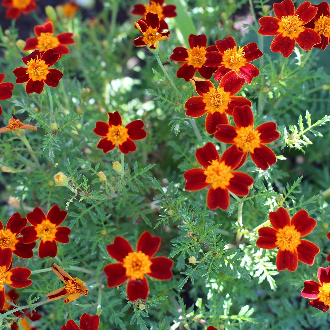 Marigold 'Red Gem'