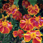 Vegie Patch Companion Collection