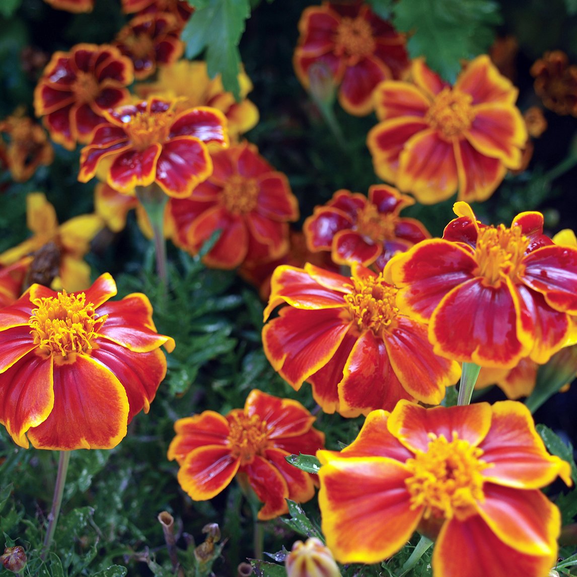 Marigold &#39;Red Marietta&#39;