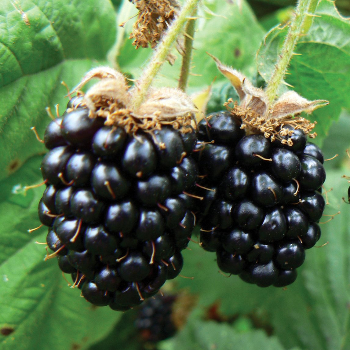 Marionberry