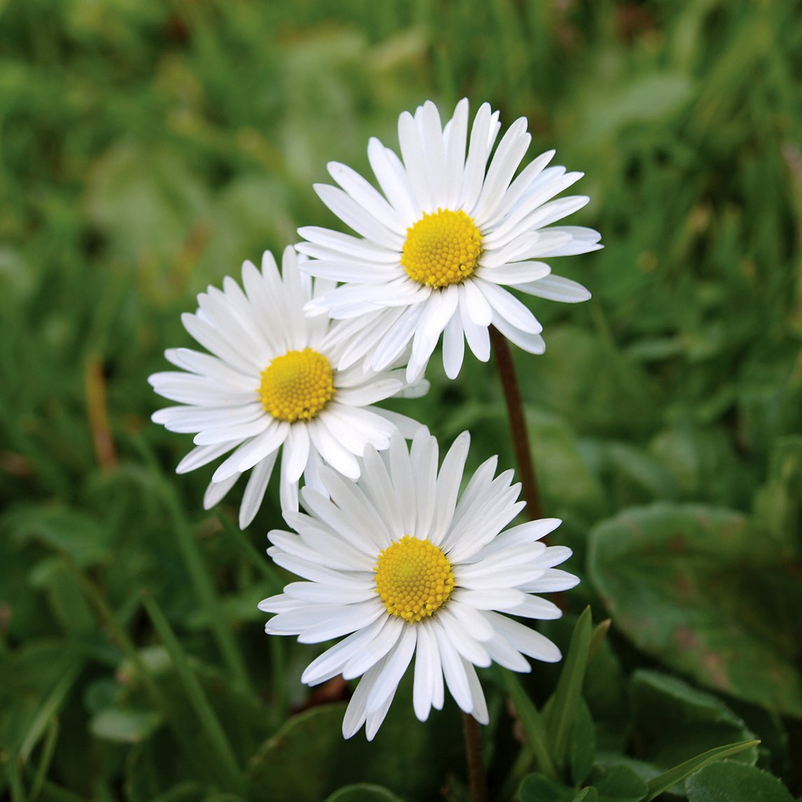 Meadow Daisy