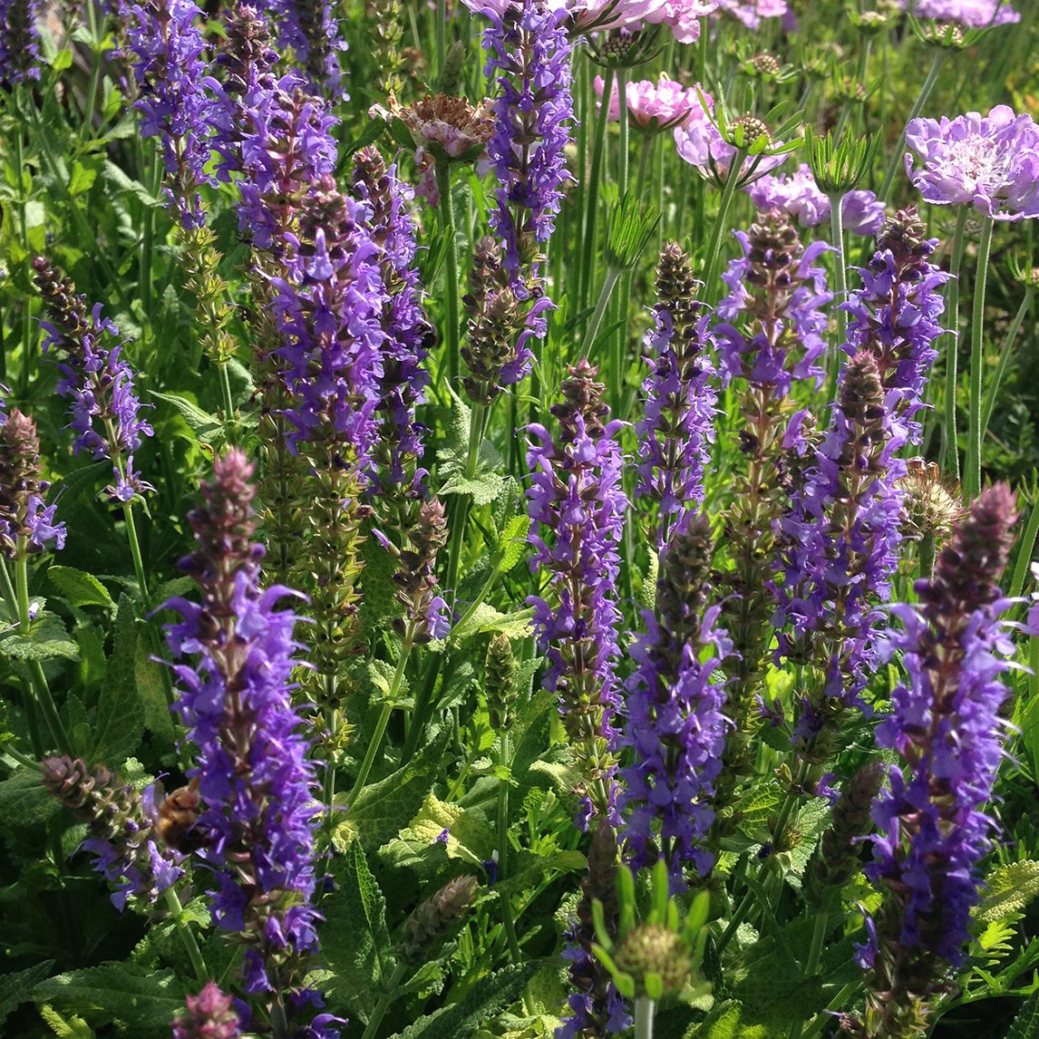 Meadow Sage 'Blue Hills'