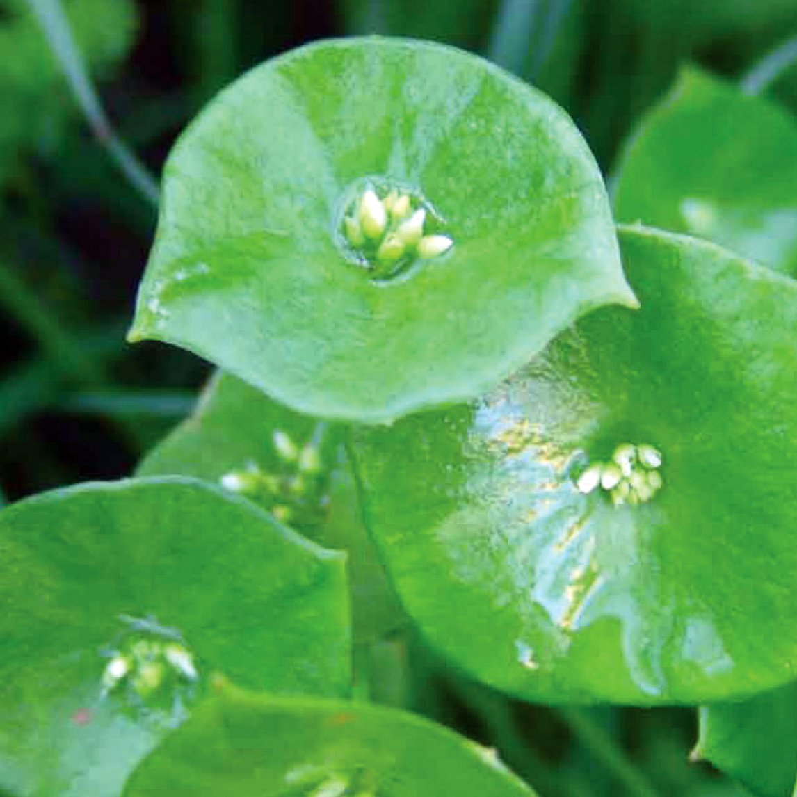 Miner's Lettuce