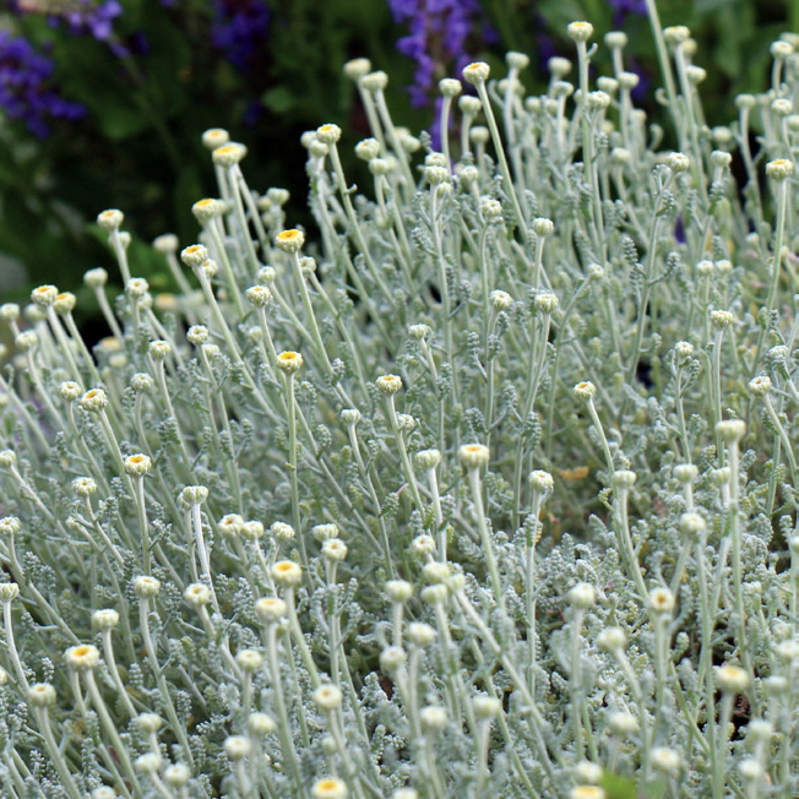 cotton lavender plant Minorcan Cotton Lavender