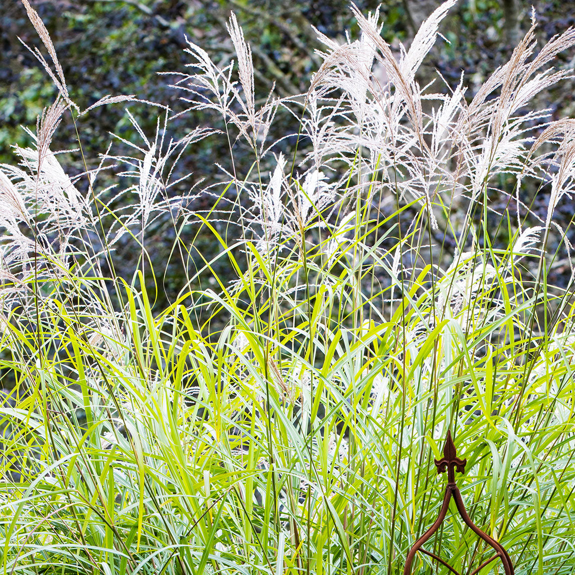 Miscanthus 'Silver Feathergrass'