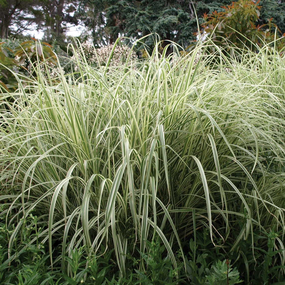 Miscanthus 'Variegatus'