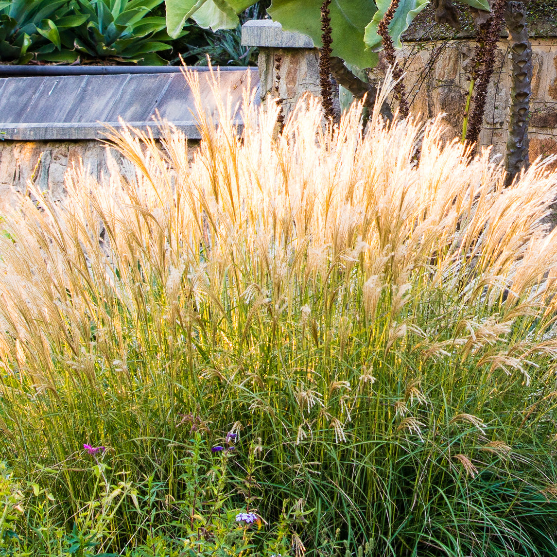 Miscanthus 'Adagio'