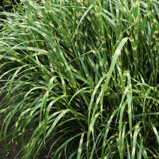 Miscanthus 'Zebrinus'
