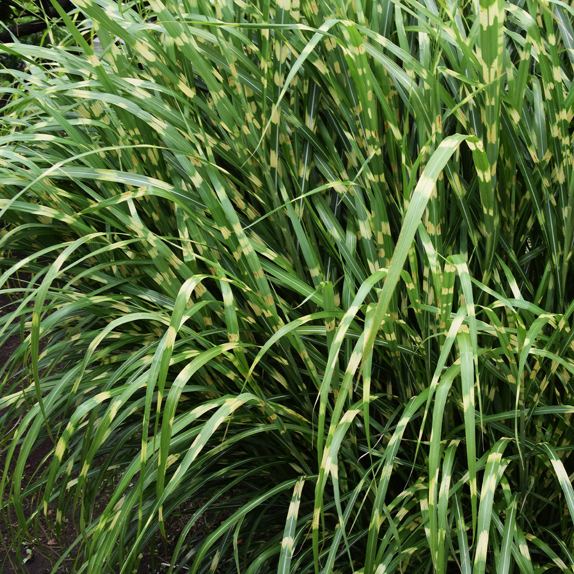 Miscanthus 'Zebrinus'