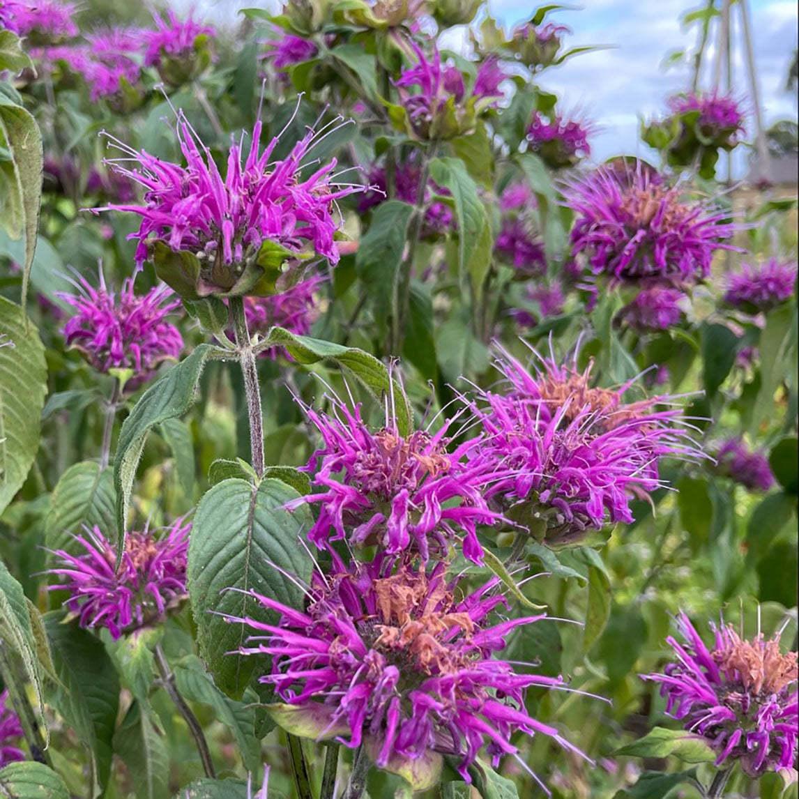 Monarda &#39;Donnerwolke&#39;