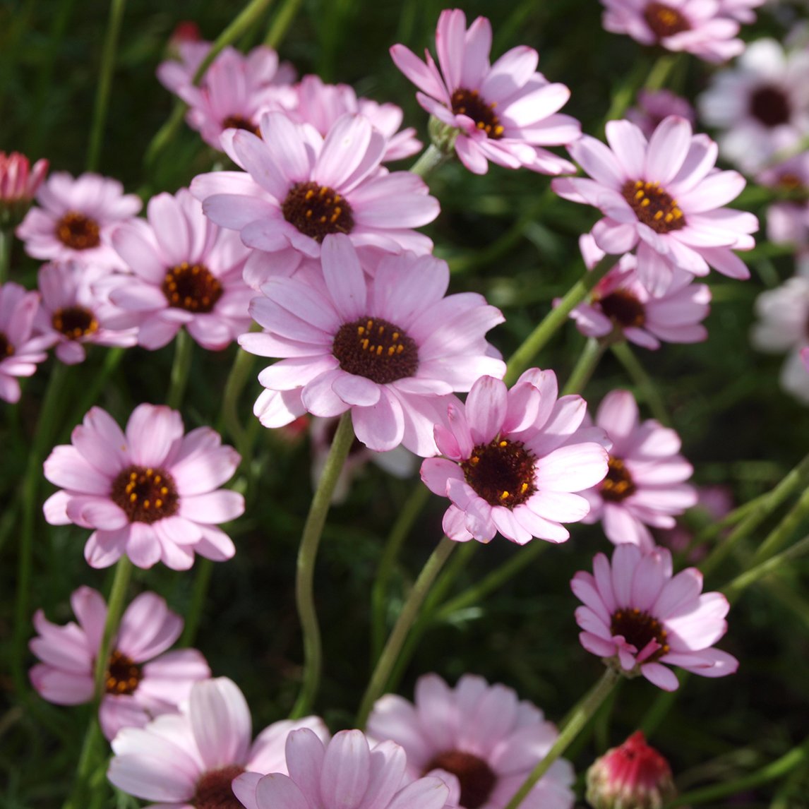 Moroccan Daisy