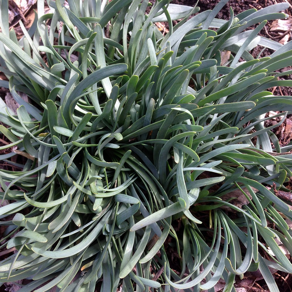 Mountain Chives