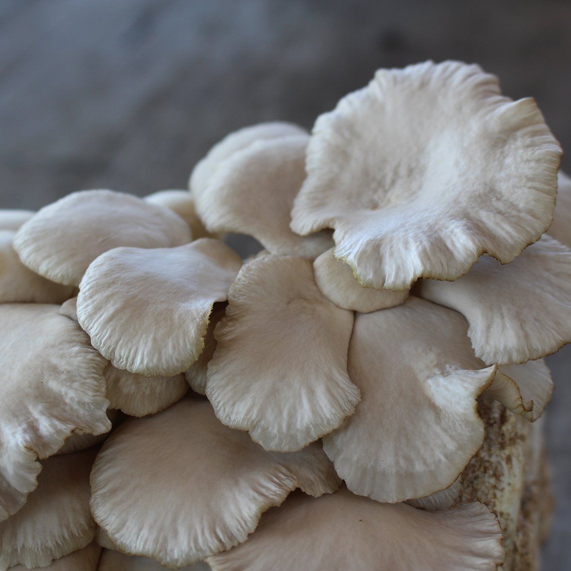 Mushroom Kit - &#39;Italian Brown Oyster&#39;