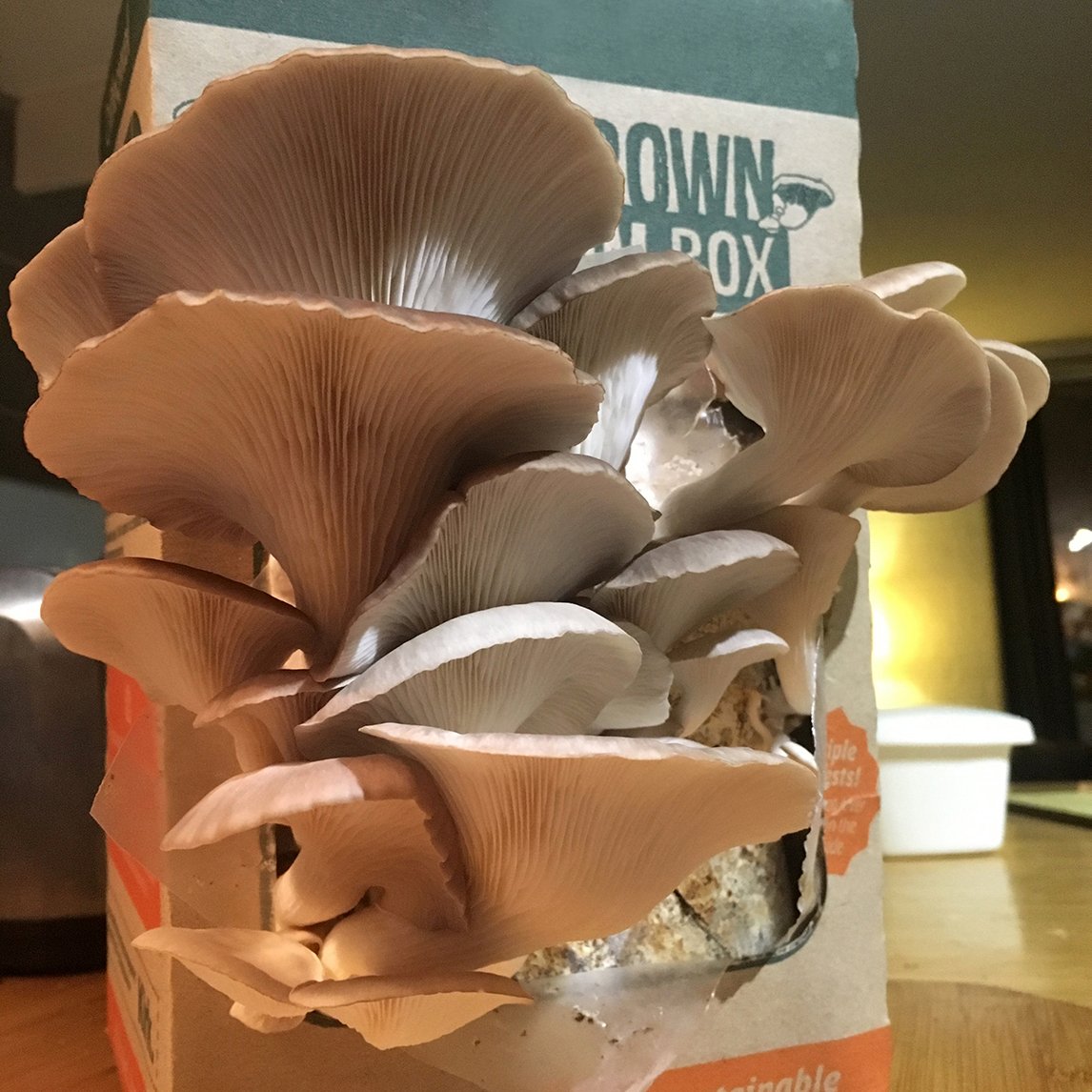 Mushroom Kit 'Oyster'