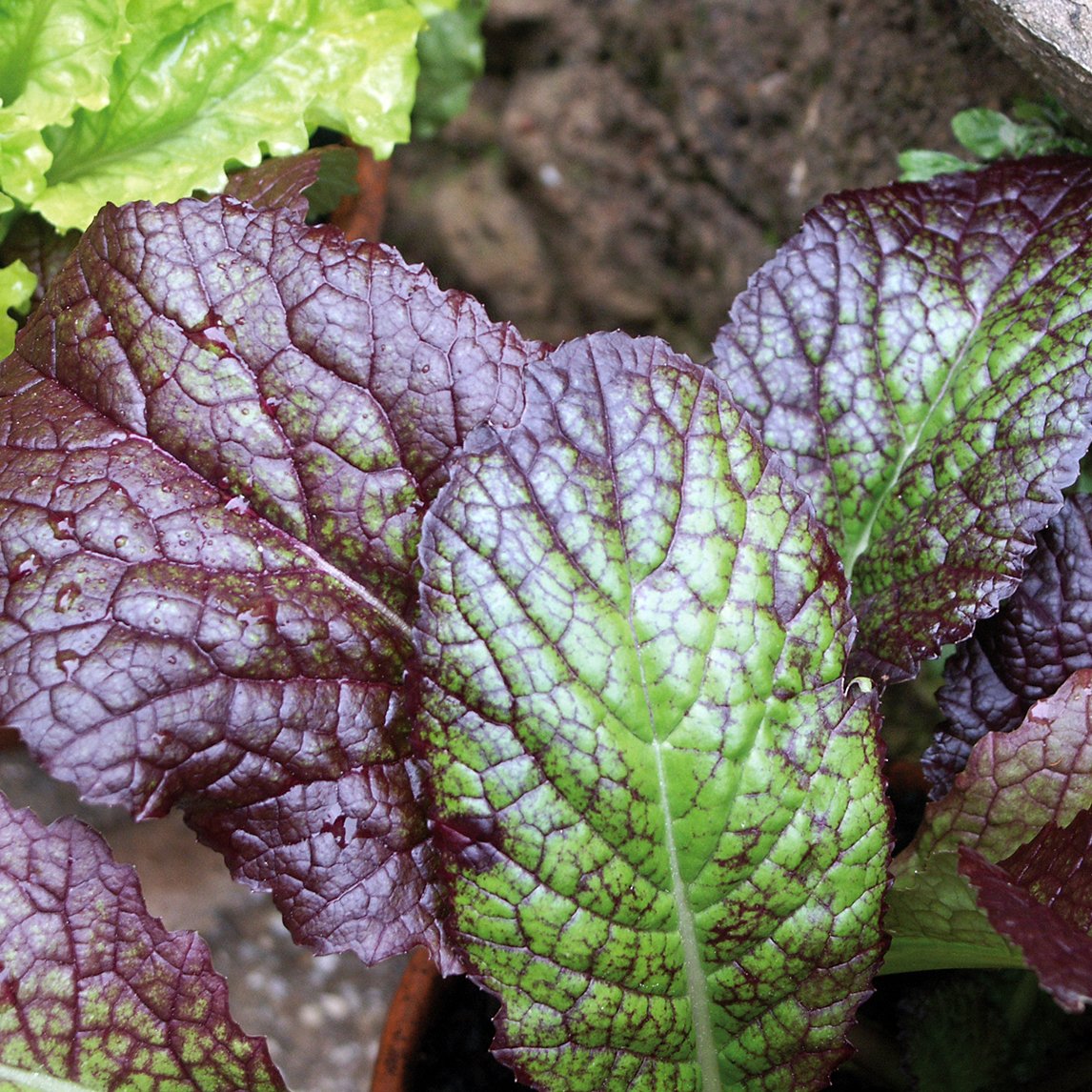 Mustard &#39;Red Giant&#39;
