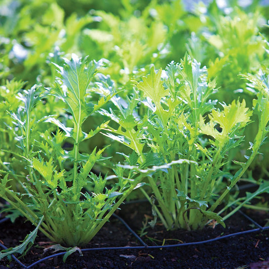 Mustard 'Mizuna' (Organic)