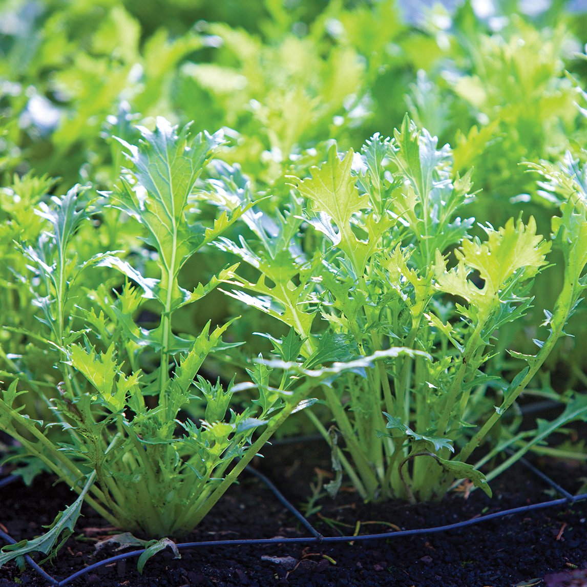 Mustard 'Mizuna' (Organic)