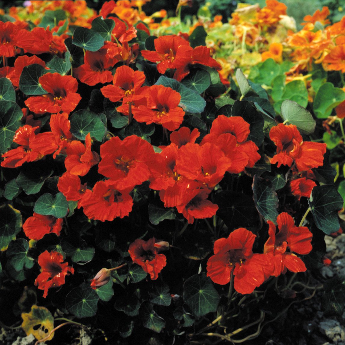 Nasturtium 'Empress of India'