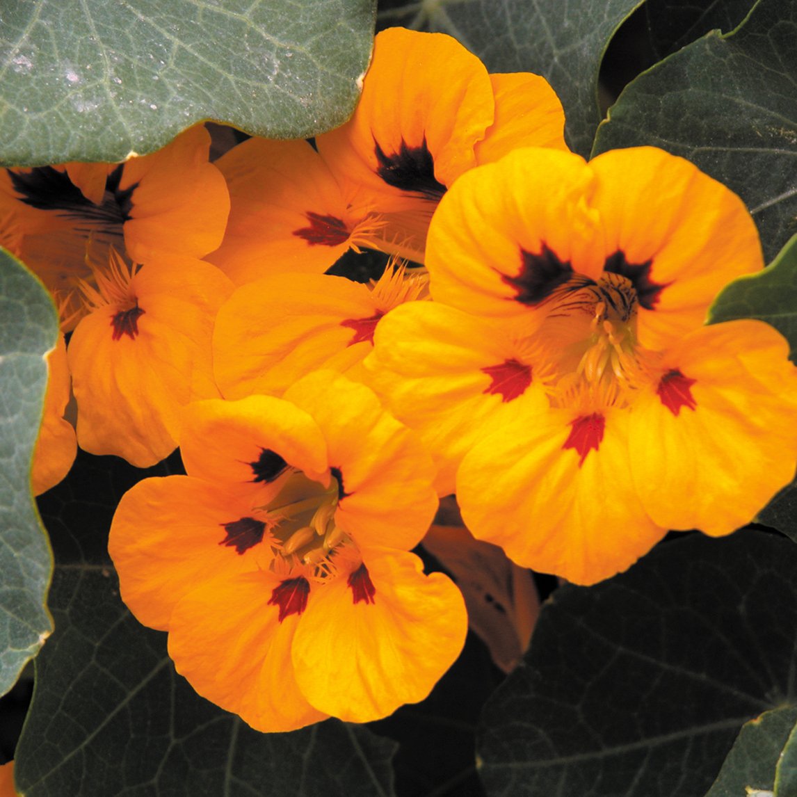 Nasturtium &#39;Ladybird&#39;