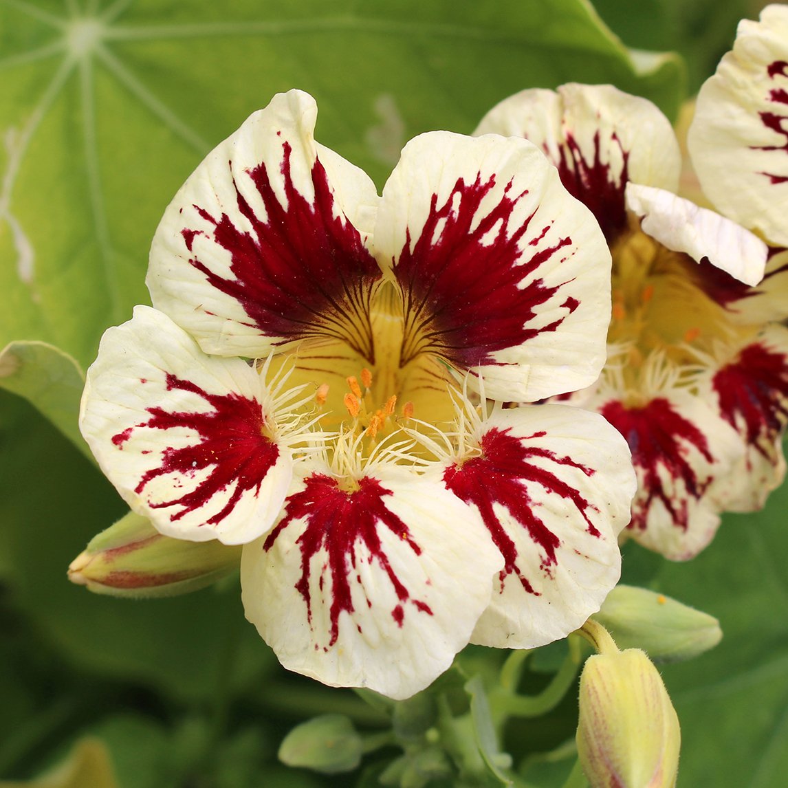 Nasturtium &#39;Orchid Cream&#39;