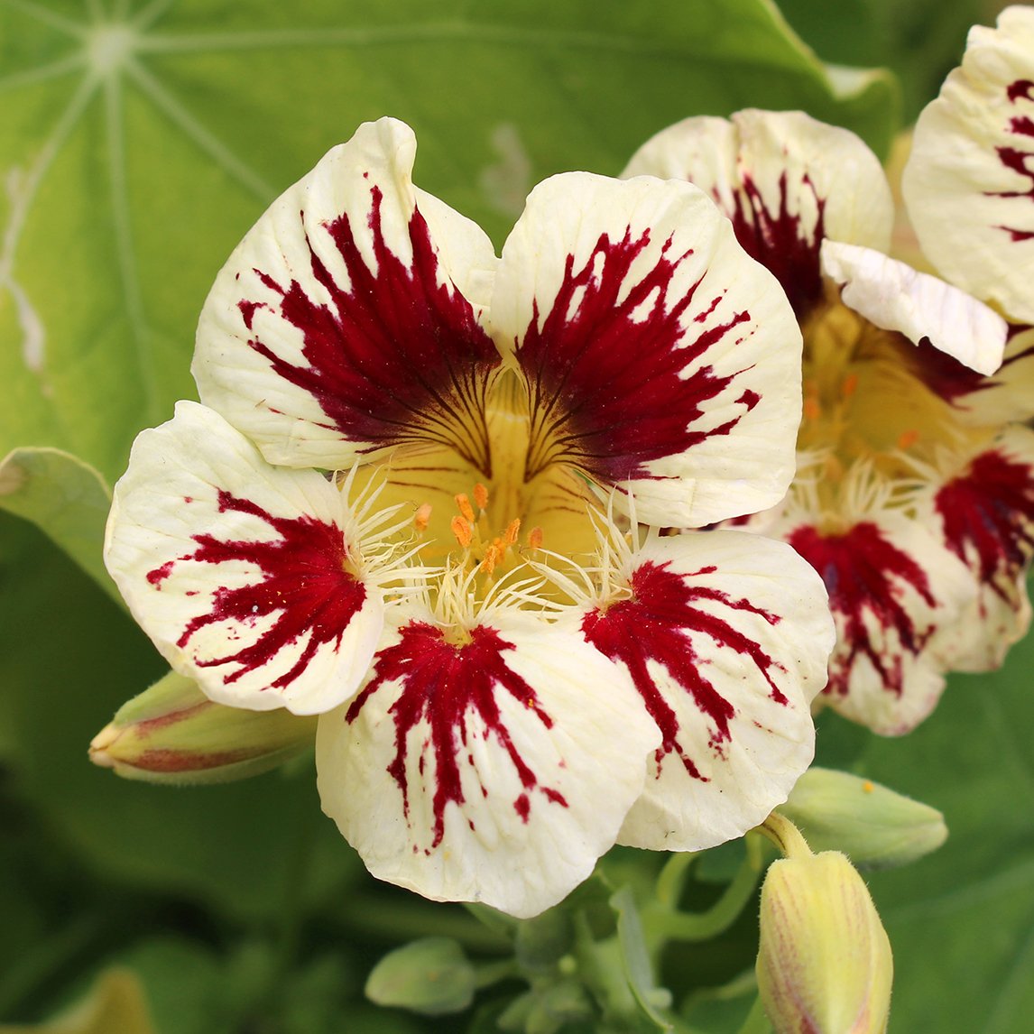 Nasturtium 'Orchid Cream'