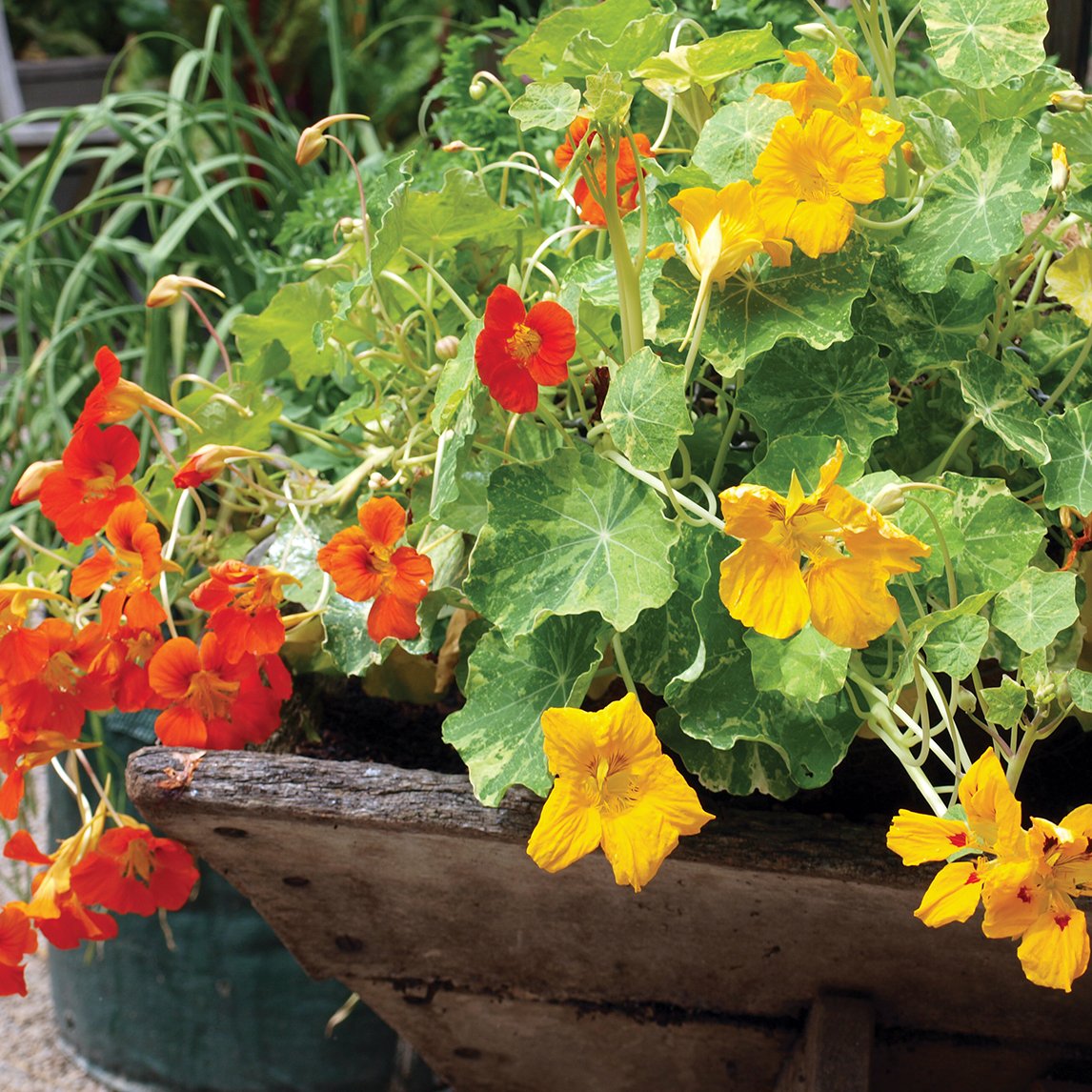Nasturtium Trailing Mix