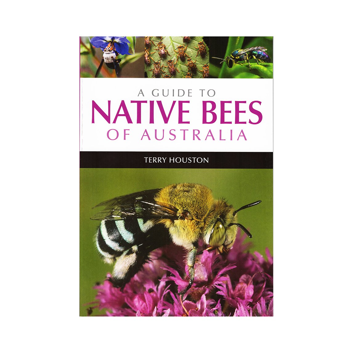Native Bees Of Australia