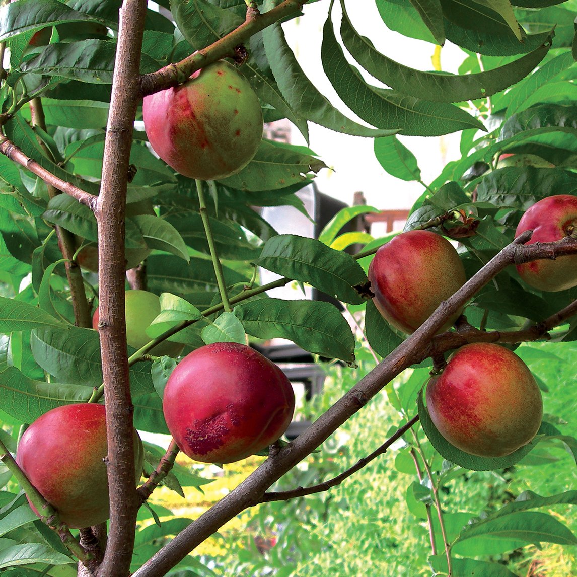 Nectarine 'Goldmine'