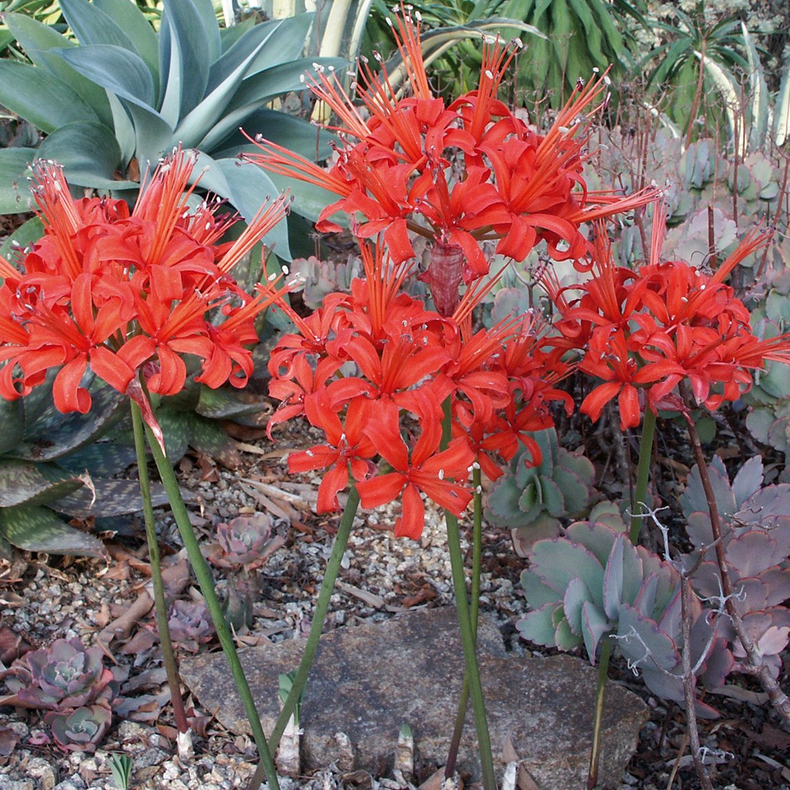 Nerine 'Fothergilli Major' (3 Bulbs)