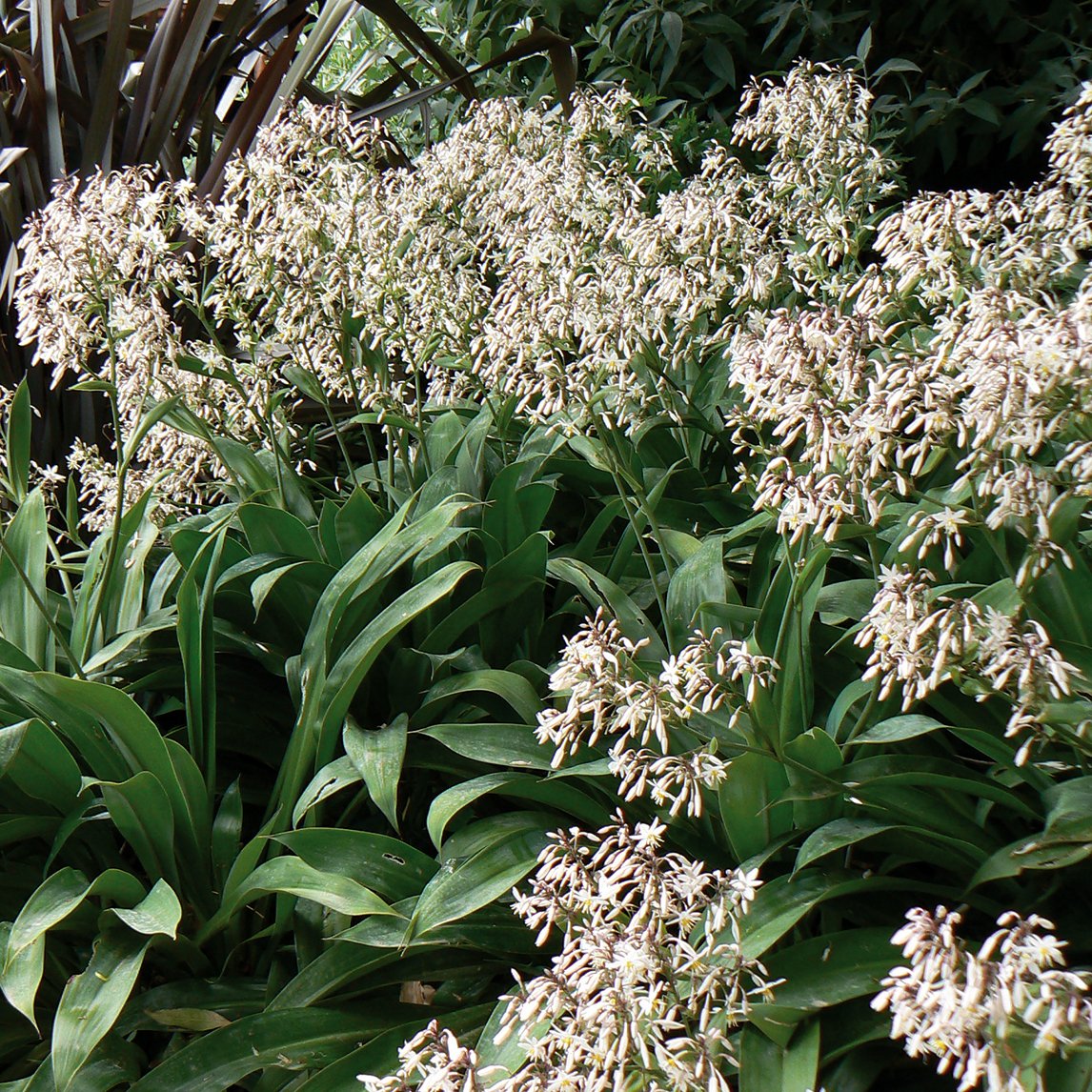 New Zealand Lily 'Matapouri Bay'