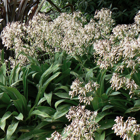 New Zealand Lily 'Matapouri Bay'