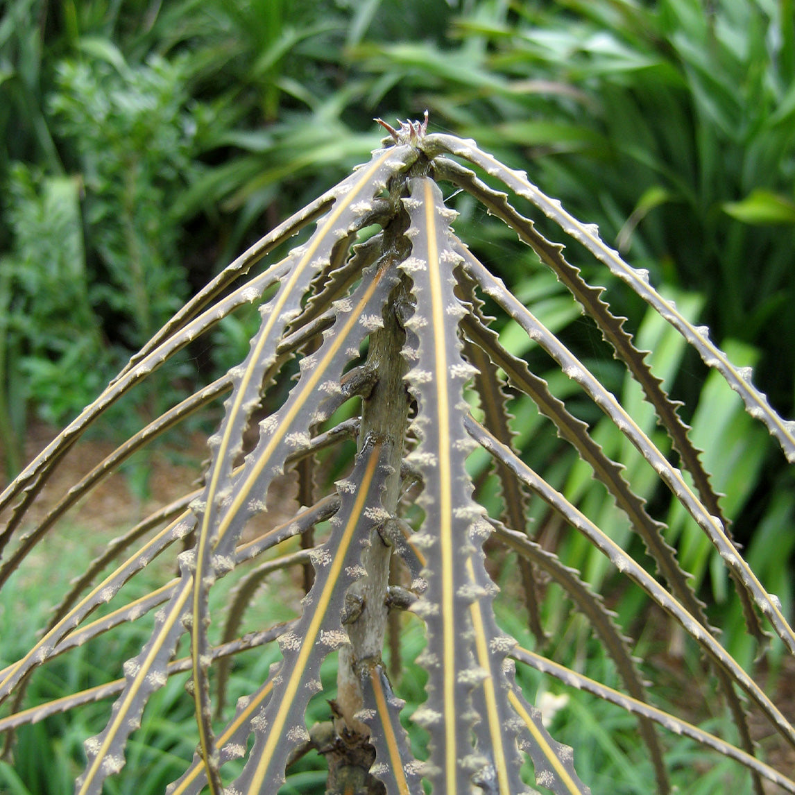 New Zealand Lancewood