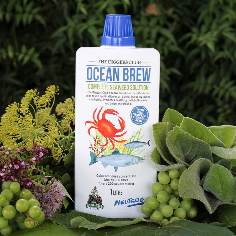 Ocean Brew Complete Seaweed Solution The Diggers Club